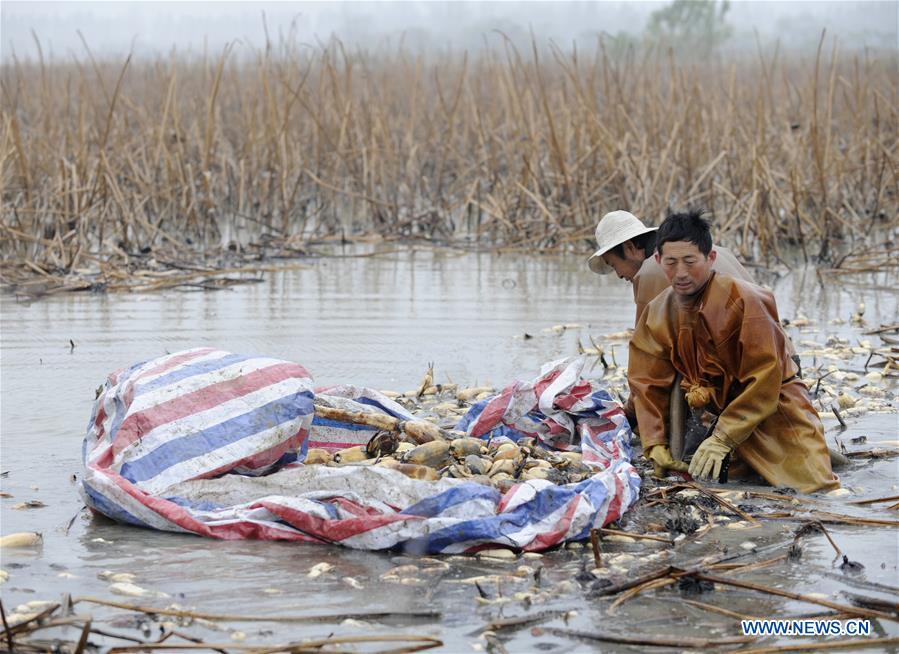 CHINA-ANHUI-LOTUS ROOT-HARVEST (CN)