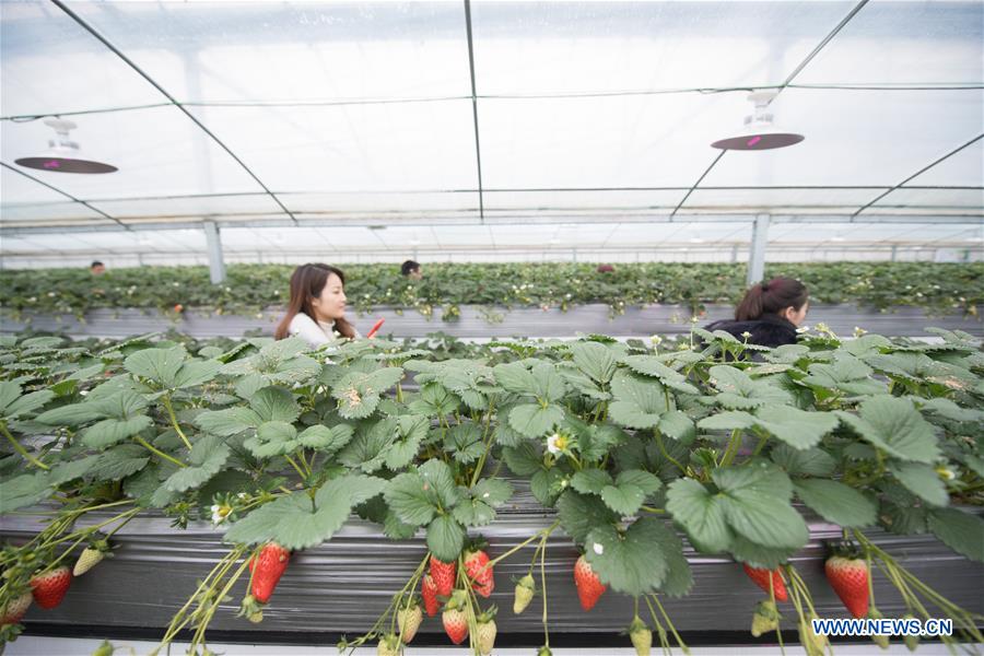 CHINA-ZHEJIANG-JIANDE-AGRICULTURE