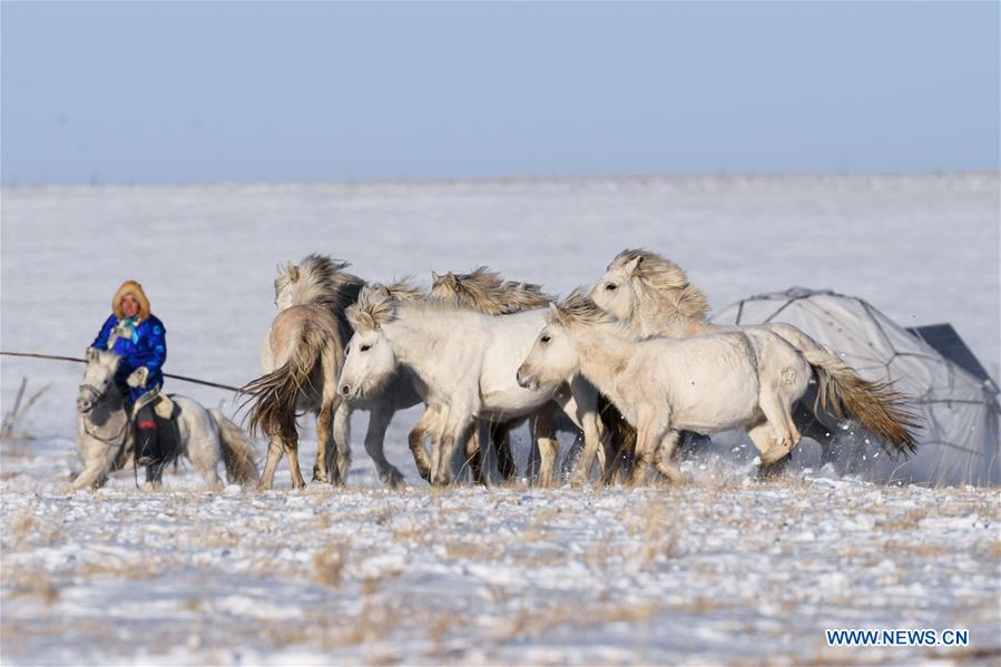 CHINA-INNER MONGOLIA-HORSE TAMING (CN)