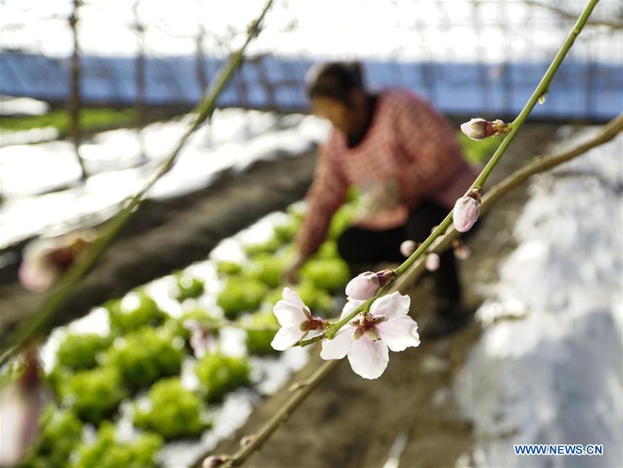 #CHINA-GREENHOUSE-SPRING (CN)