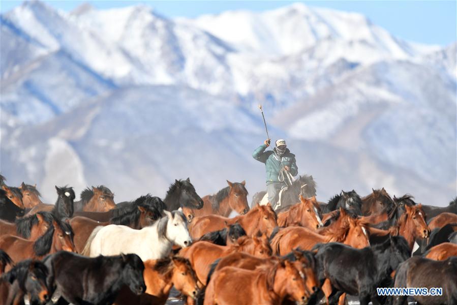 CHINA-GANSU-SHANDAN RANCH-HORSE (CN)