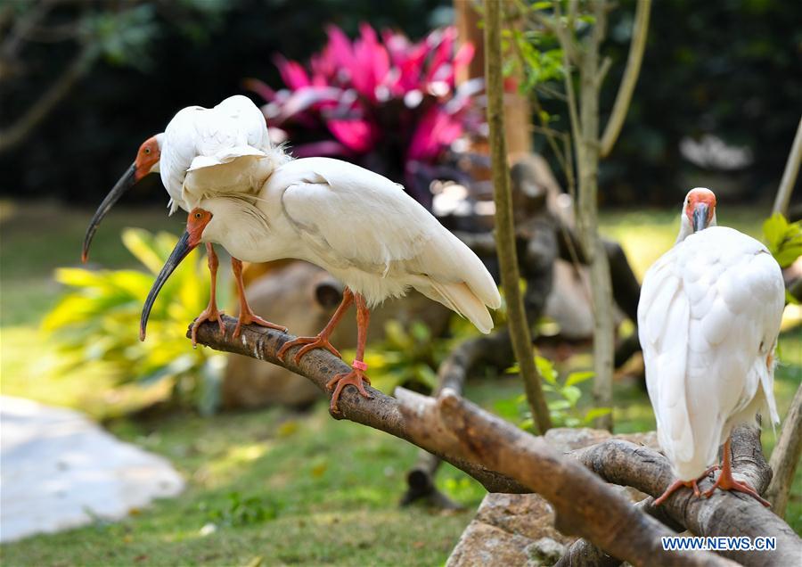 CHINA-GUANGDONG-CRESTED IBIS (CN) 