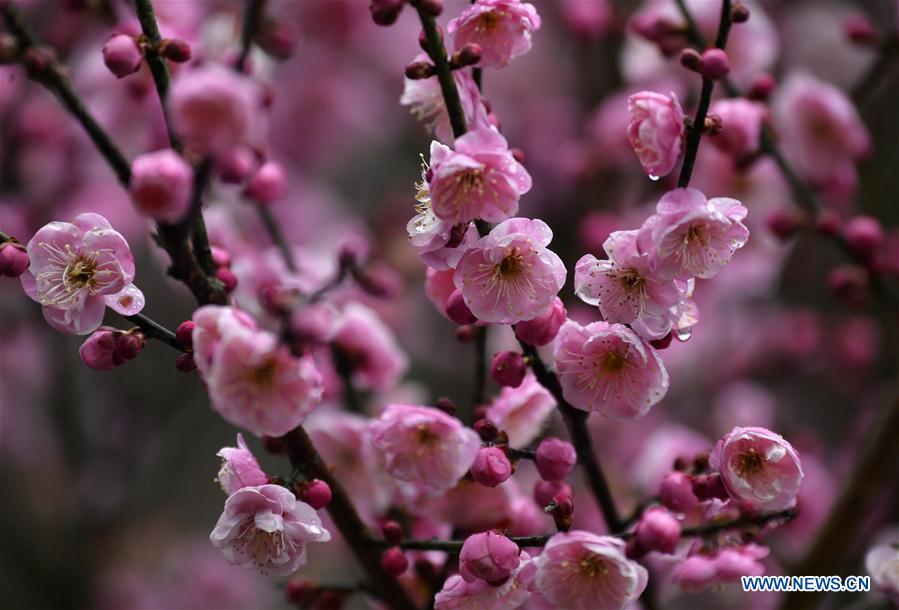 #CHINA-XUANEN-PLUM FLOWERS (CN)