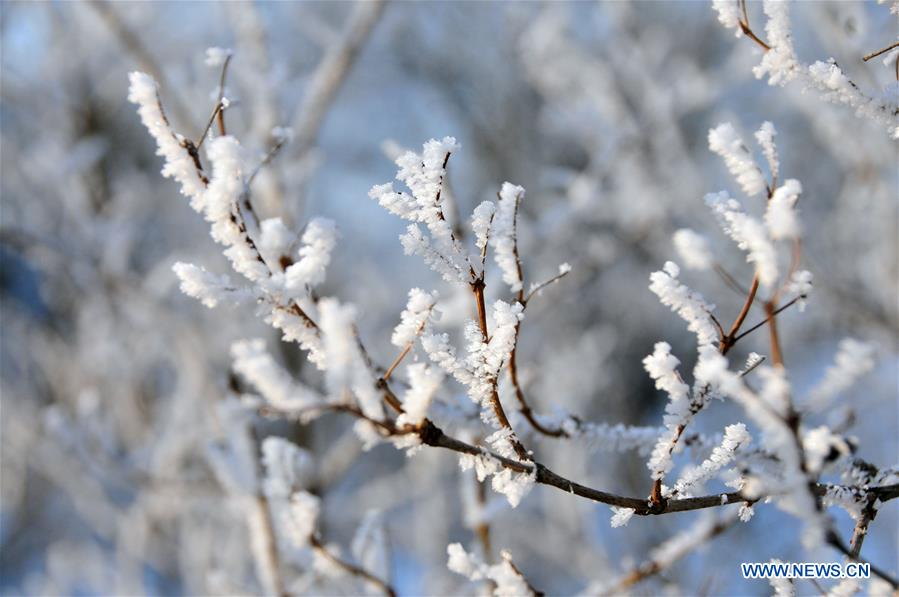 LATVIA-RIGA-WINTER SCENERY