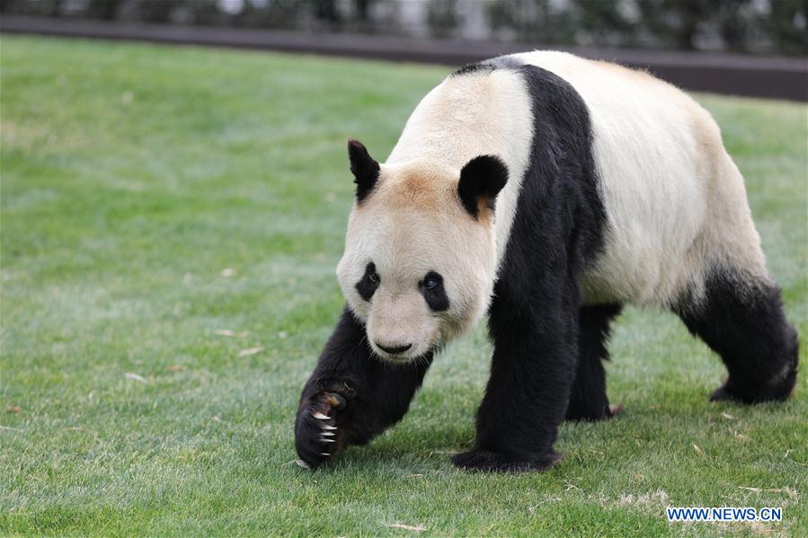 JAPAN-WAKAYAMA-PANDA-VALENTINE'S DAY