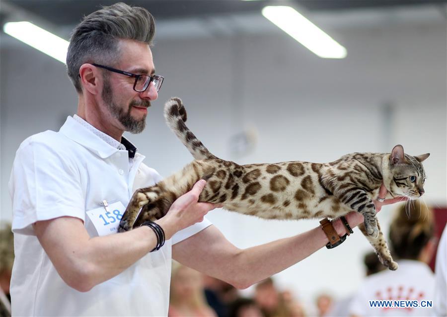 CROATIA-ZAGREB-INTERNATIONAL CAT EXHIBITION