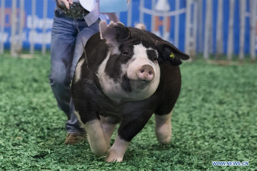 U.S.-HOUSTON-LIVESTOCK SHOW AND RODEO