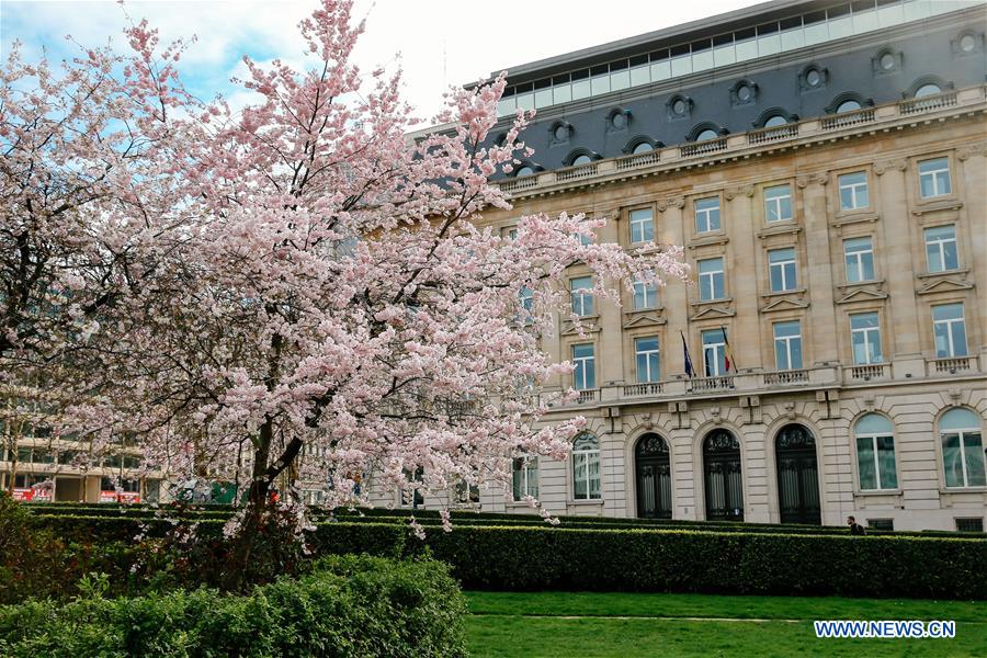 BELGIUM-BRUSSELS-SPRING-FLOWERS