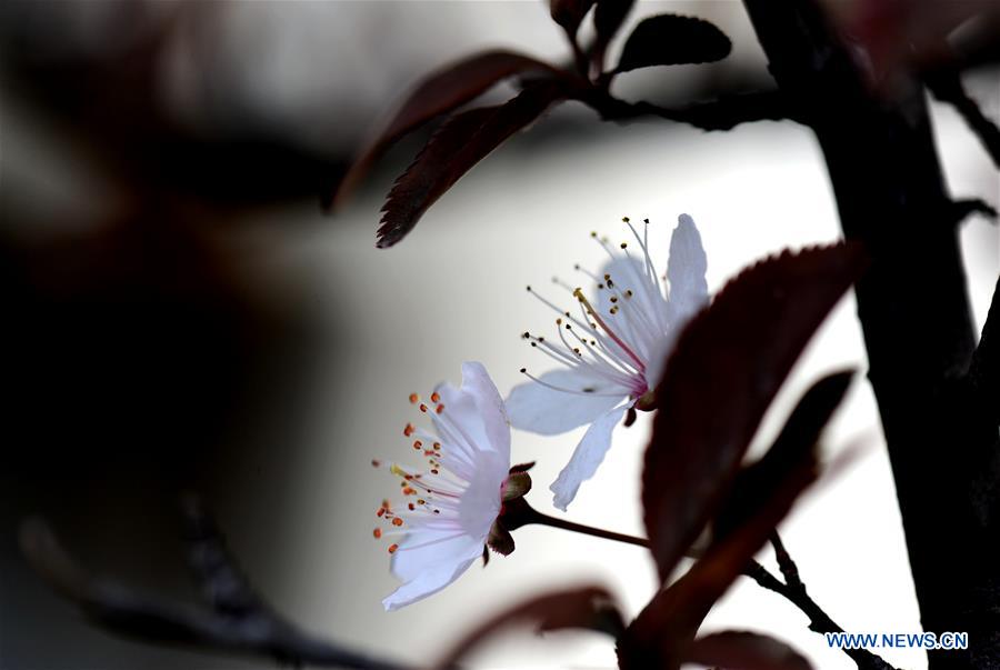 CHINA-SHANGHAI-SPRING SCENERY-BLOSSOMS (CN)