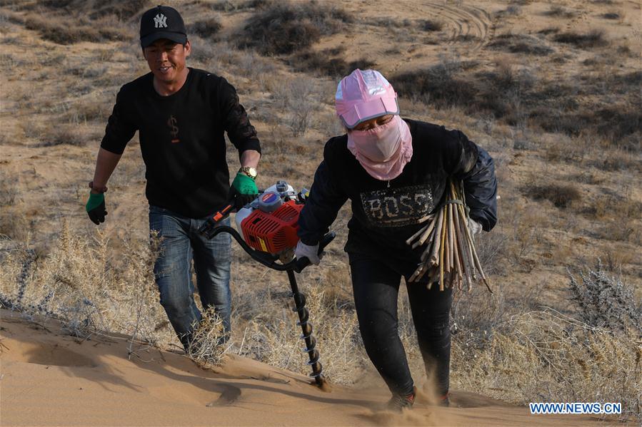 CHINA-INNER MONGOLIA-ORDOS-SALIX PLANTING (CN)