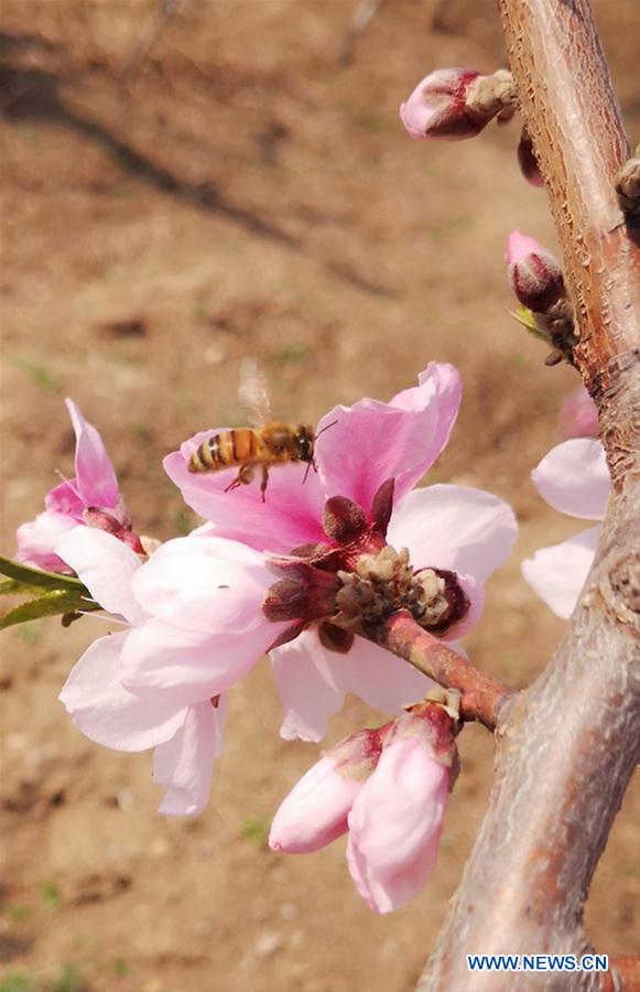 (BeijingCandid) CHINA-BEIJING-SPRING-SCENERY (CN)