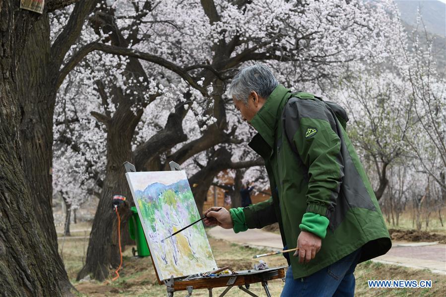 CHINA-INNER MOGOLIA-APRICOT FLOWER-TOURISM (CN)