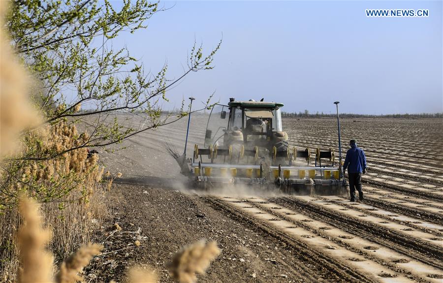 CHINA-XINJIANG-SPRING-FARMING (CN)