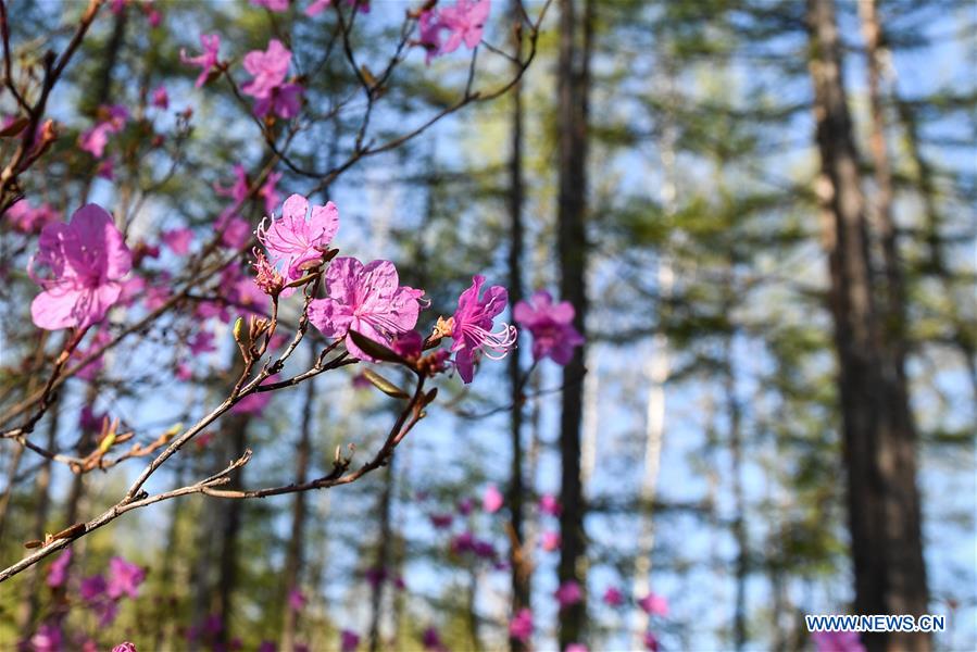 CHINA-INNER MONGOLIA-HULUN BUIR-AZALEA (CN)