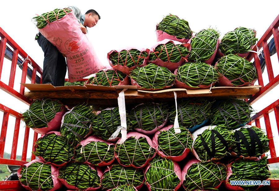 #CHINA-GUANGXI-LIUZHOU-PEPPERS-HARVEST(CN)