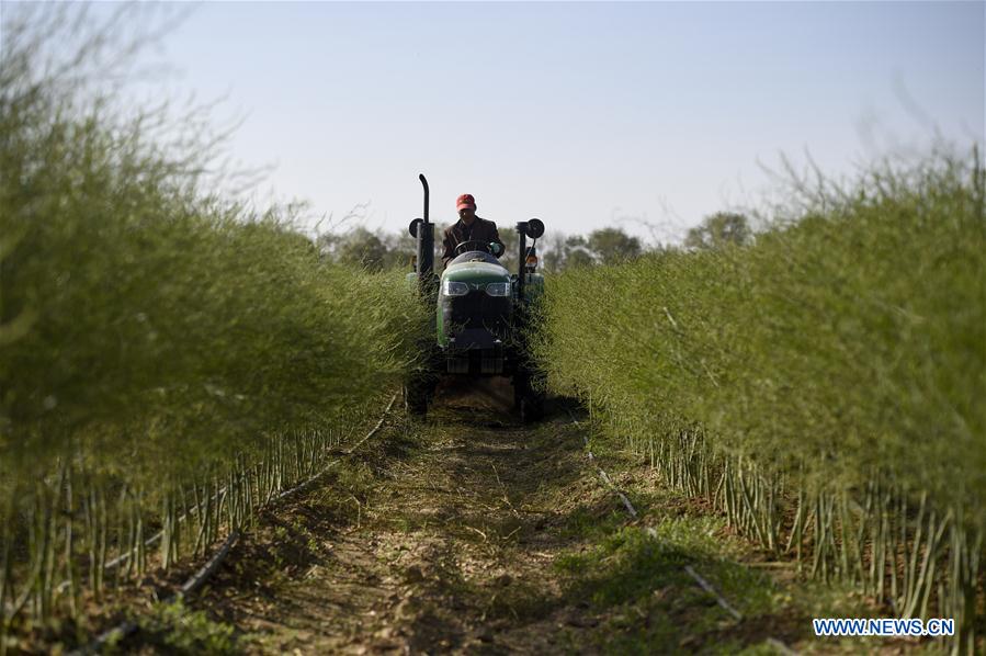 CHINA-NINGXIA-TONGXIN-FARMING (CN)