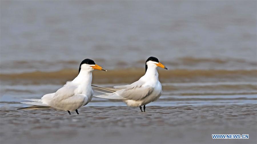 CHINA-FUJIAN-FUZHOU-MINJIANGKOU WETLAND-BIRDS (CN)