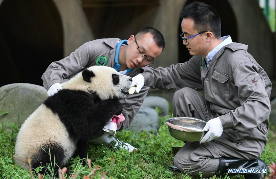 CHINA-SICHUAN-WOLONG-GIANT PANDA KINDERGARTEN (CN)