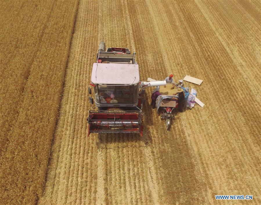 #CHINA-WHEAT-HARVEST (CN)