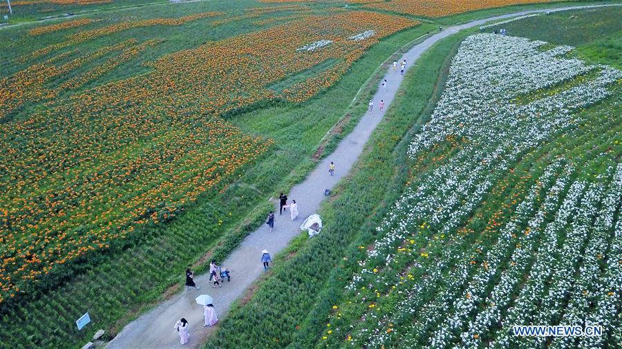 CHINA-GUIZHOU-TAIJIANG-LILY FLOWERS (CN)