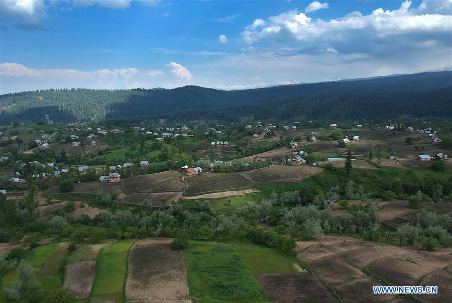 KASHMIR-SRINAGAR-AGRICULTURE