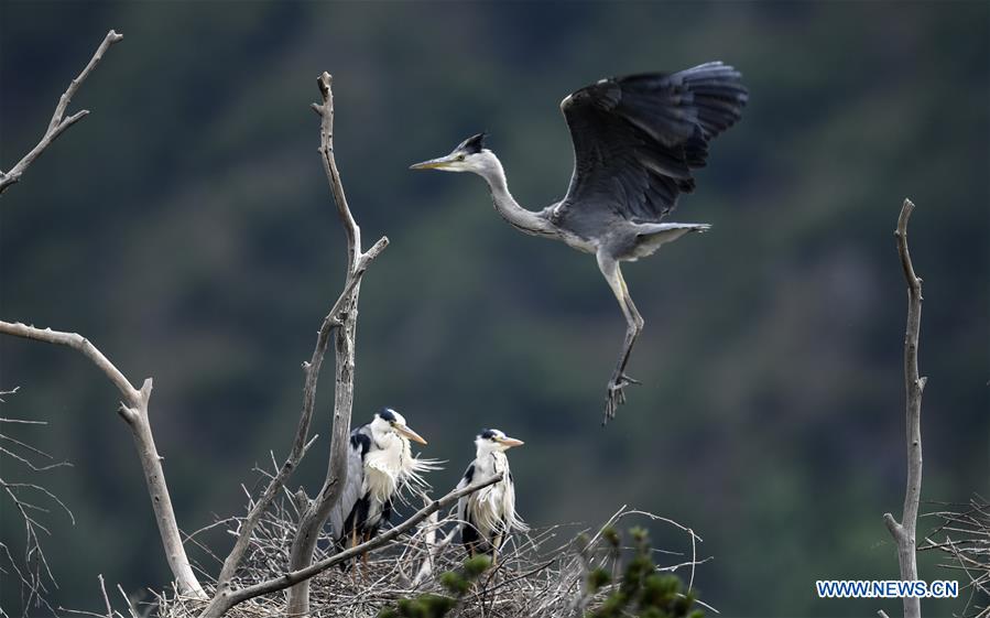 CHINA-SHAANXI-LUONAN-HERON (CN)