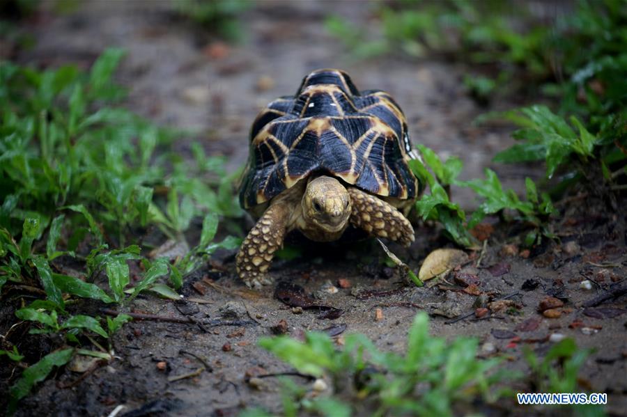 MYANMAR-YANGON-STAR TORTOISE