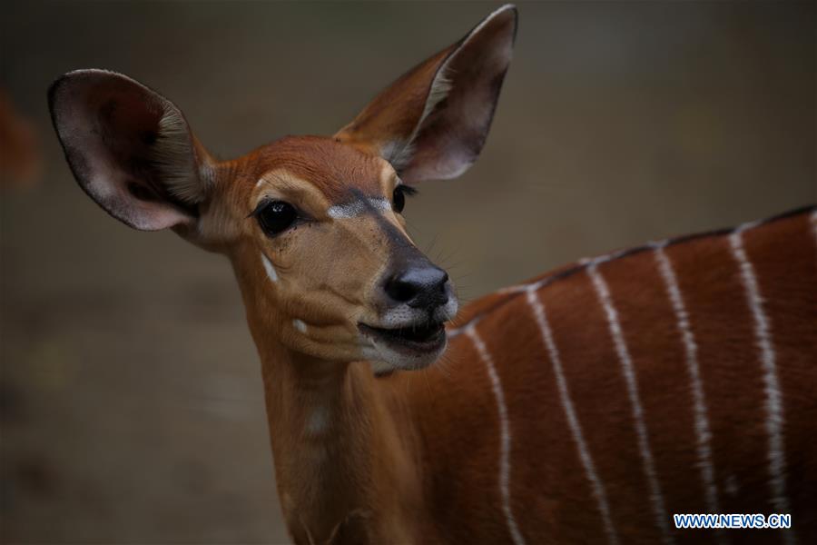 MYANMAR-YANGON-ANIMAL