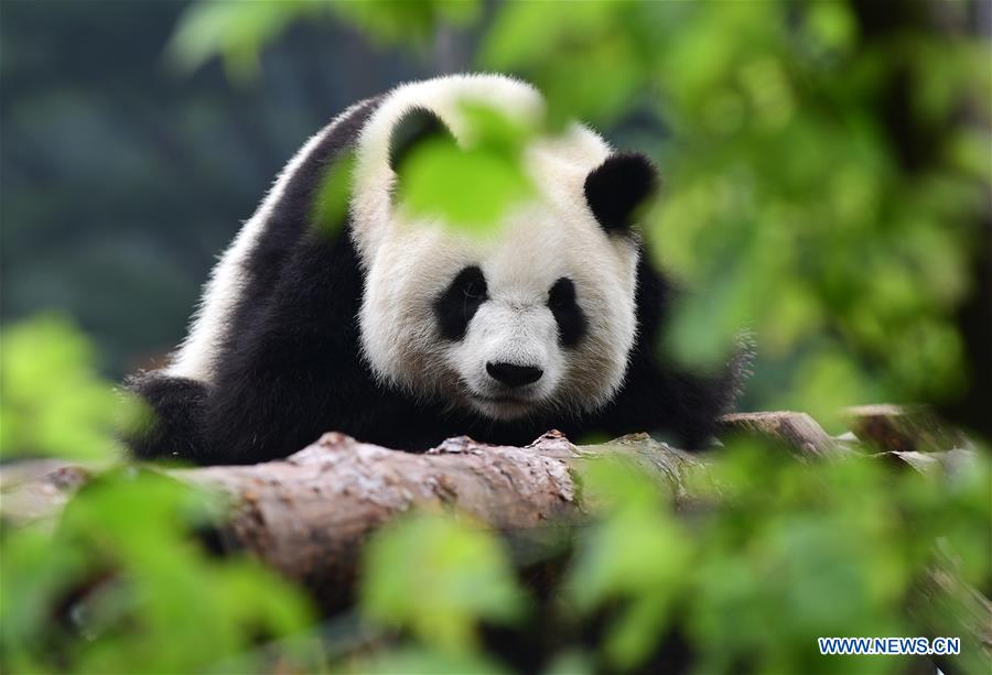 CHINA-CHANGCHUN-SUMMER-GIANT PANDA (CN)