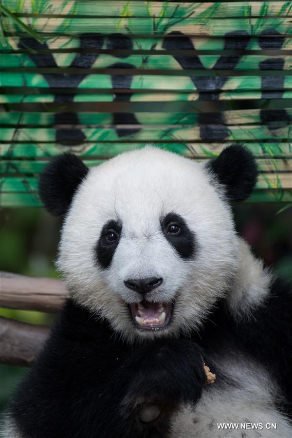 MALAYSIA-KUALA LUMPUR-GIANT PANDA CUB-NAMING-YI YI