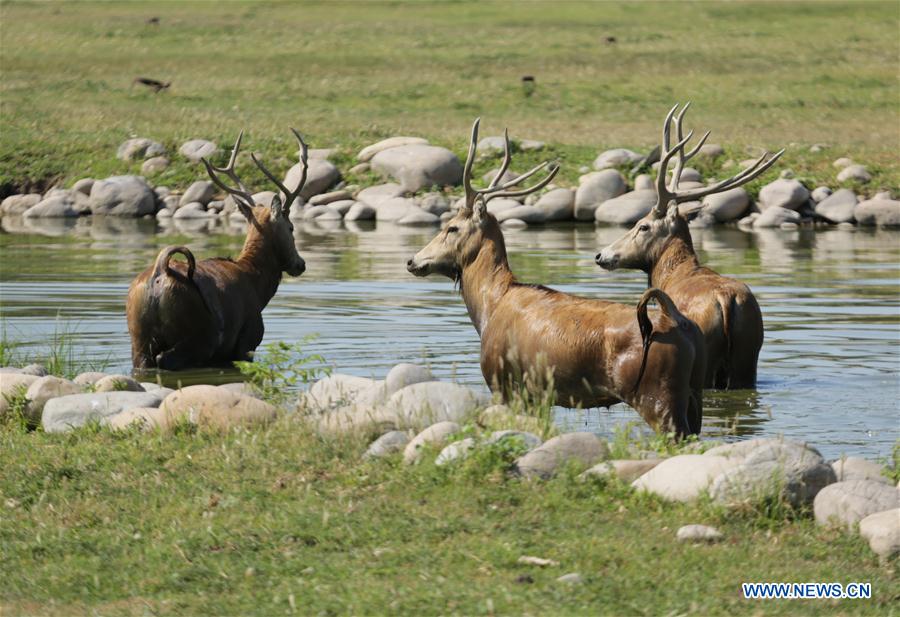 CHINA-BEIJING-MILU DEER-PROTECTION (CN)