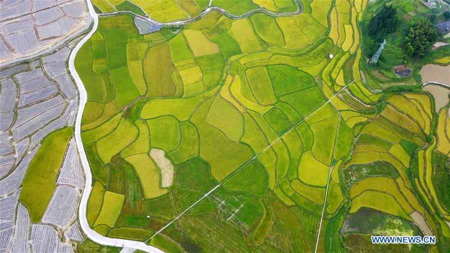 CHINA-GUIZHOU-PADDY FIELDS-TERRACED LANDS (CN)