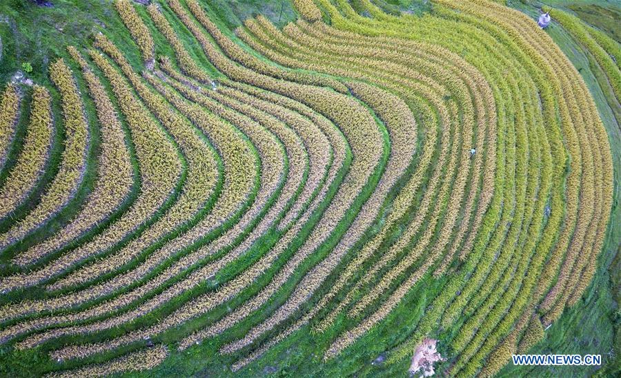 CHINA-GUIZHOU-RONGJIANG-RICE-HARVEST (CN)