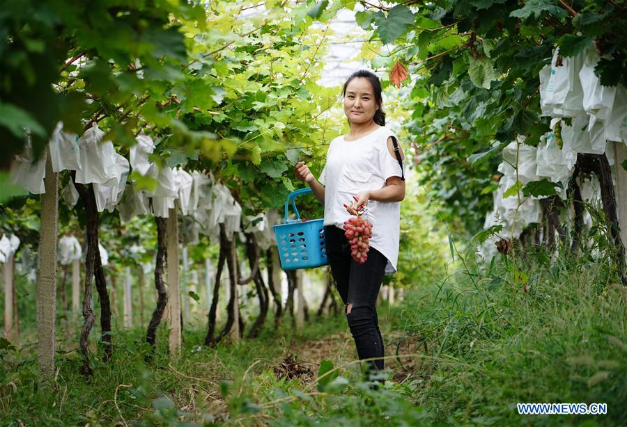 CHINA-SHAANXI-XI'AN-GRAPE PLANTING (CN)