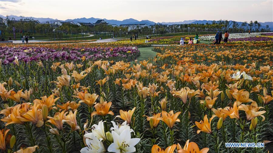 CHINA-NINGXIA-SHIZUISHAN-SEA OF FLOWERS (CN)