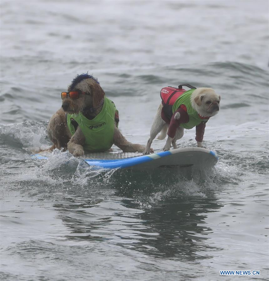 (SP)U.S.-CALIFORNIA-HUNTINGTON BEACH-SURF DOG