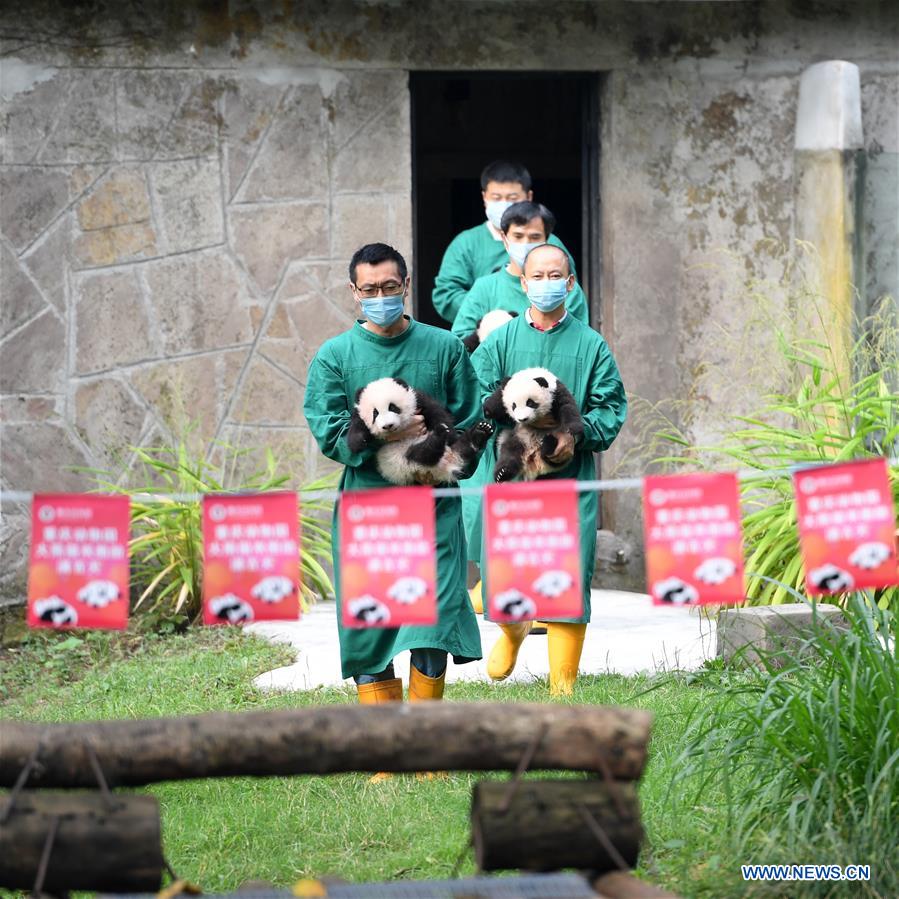 CHINA-CHONGQING-GIANT PANDA TWINS-NAMING CEREMONY (CN)