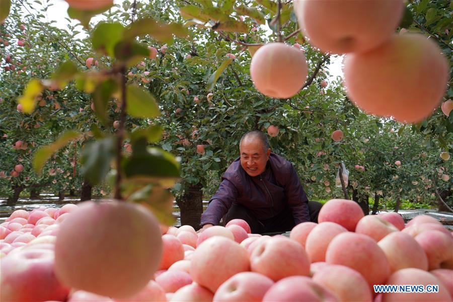 CHINA-HEBEI-APPLE-HARVEST (CN)