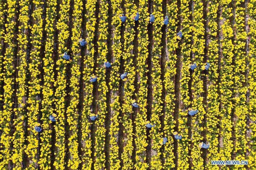 CHINA-ZHEJIANG-CHANGXING-CHRYSANTHEMUM (CN)