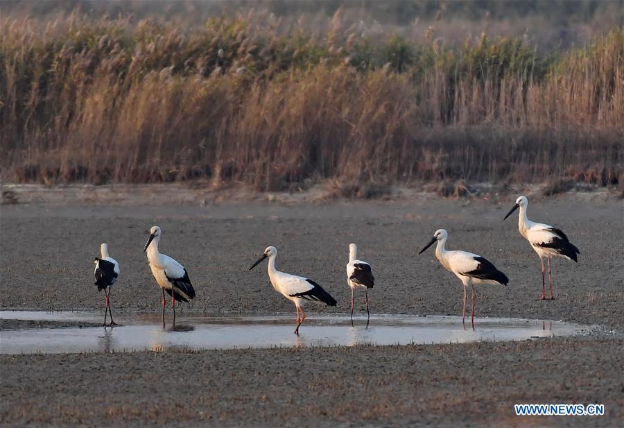 CHINA-HEBEI-WETLAND-ORIENTAL WHITE STORK (CN)