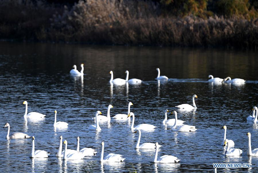 CHINA-HENAN-SANMENXIA-WHITE SWANS (CN)