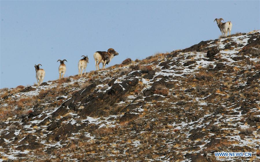 #CHINA-GANSU-GRASSLAND-ANIMALS (CN)