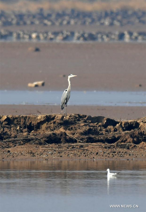 CHINA-JIANGXI-MIGRANT BIRDS-NANJI WETLAND (CN)