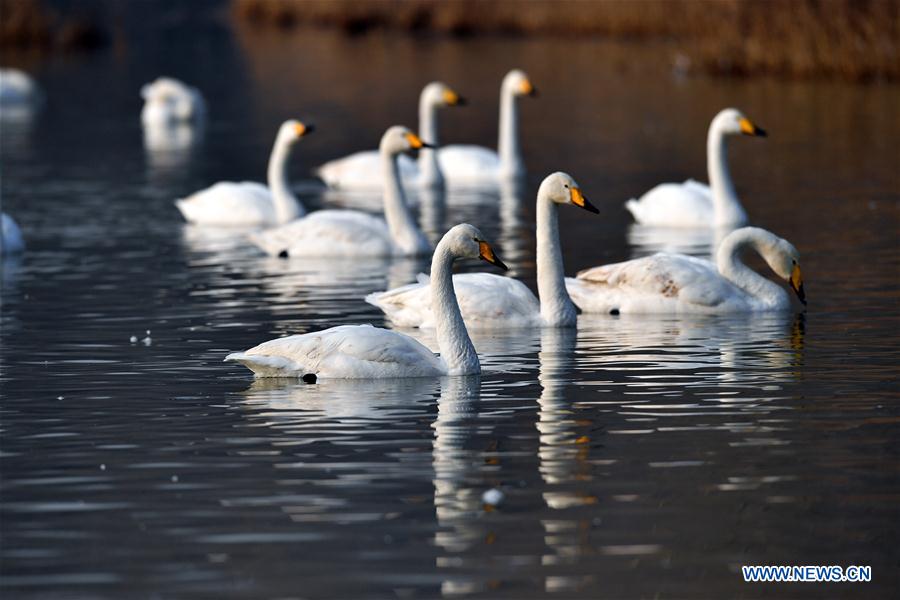 CHINA-SHANXI-WILD SWAN-WINTER HABITAT (CN)