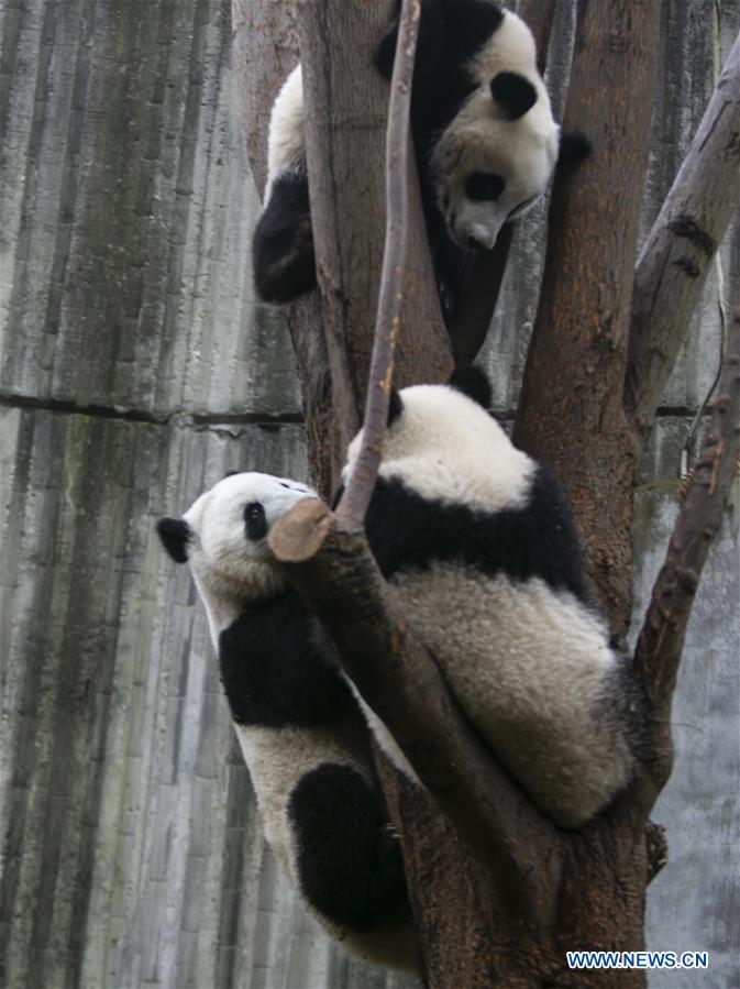 CHINA-CHENGDU-GIANT PANDA (CN)