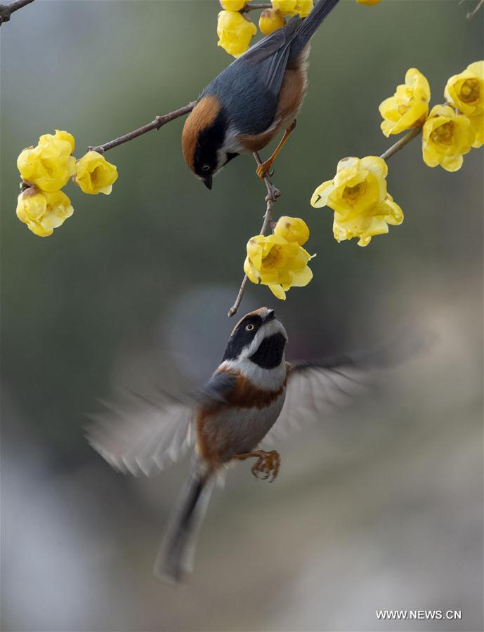 #CHINA-JIANGSU-WINTER-FLOWERS (CN)