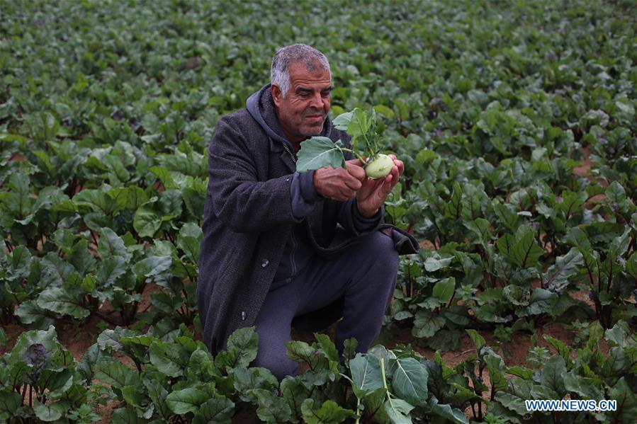 MIDEAST-GAZA-KOHLRABI-PLANTING