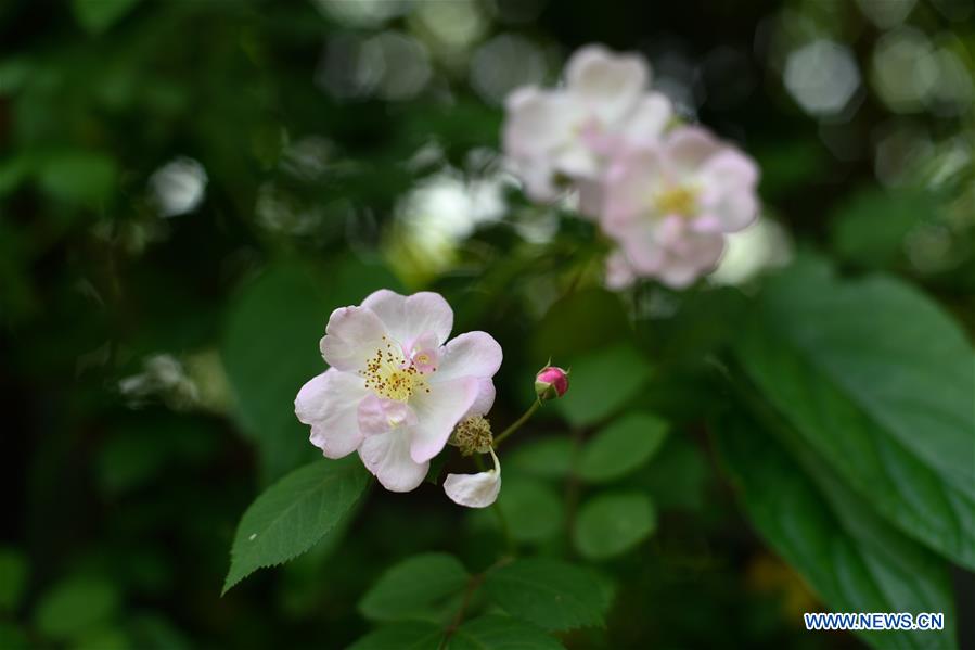 CHINA-ZHEJIANG-HANGZHOU-WETLAND PARK-FLOWER (CN)