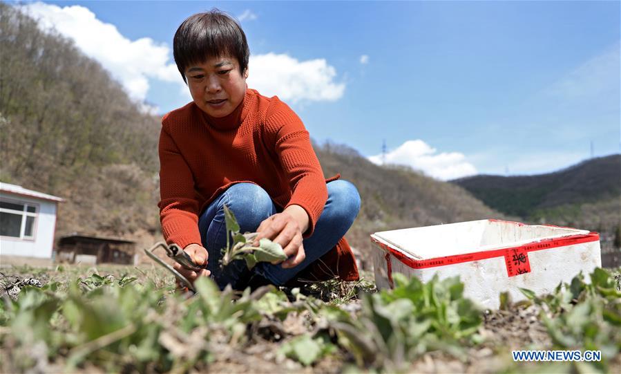 CHINA-LIAONING-BENXI-WILD VEGETABLES-PLANTING (CN)