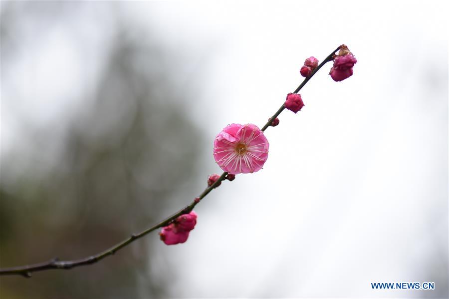 #CHINA-WINTERSWEET BLOSSOMS (CN)